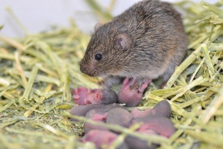 Later socialization can beat childhood neglect &#8212; for prairie voles