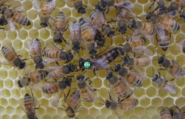 Climatic drivers of honey bee disease revealed