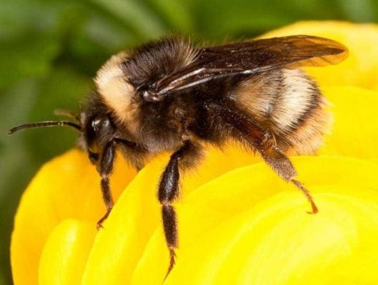 Rising Temperatures Threaten Bumblebee Populations Worldwide
