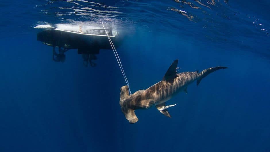 Shark researchers prefer managed fishing to outright ban - ScienceBlog.com