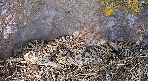 Biologists Identify Six New Unique Species of the Western Rattlesnake