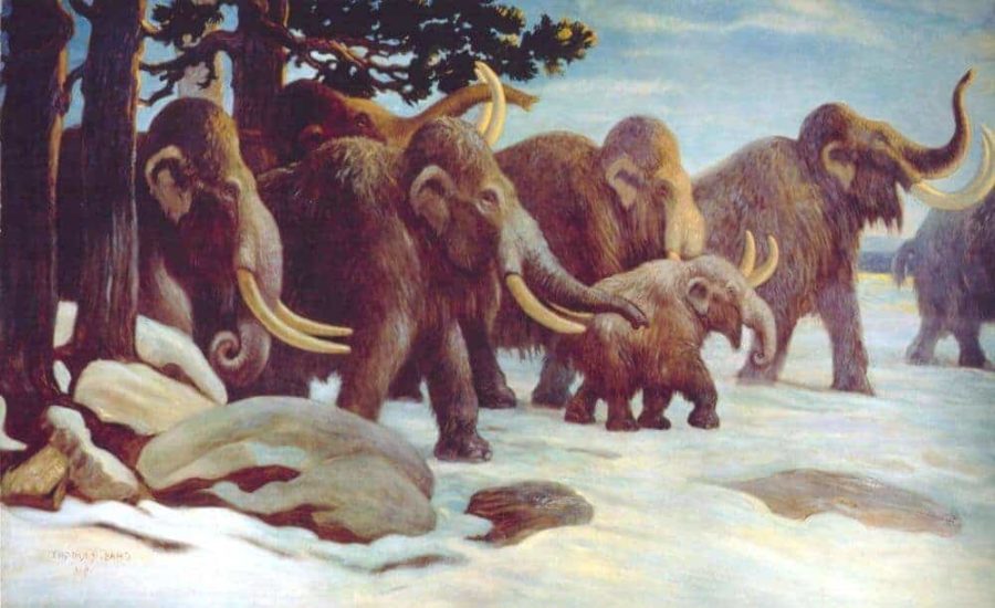 DNA proves mammoths mated beyond species boundaries
