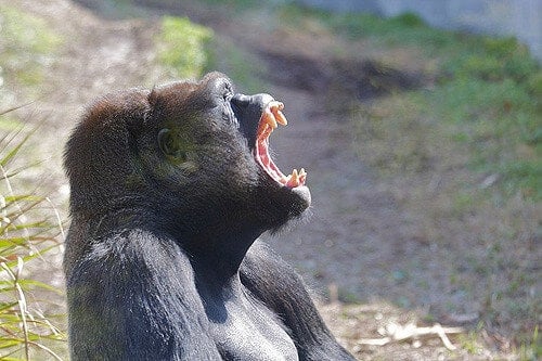 New virus strains found in hunters bitten by gorillas
