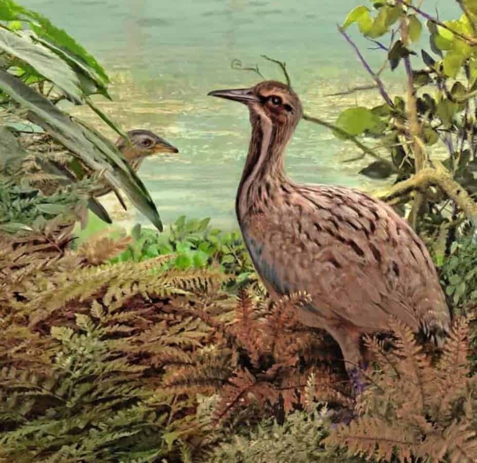 Fossil Shows Ostrich Relatives Lived in North America 50 Million Years