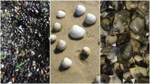 Contagious Cancers Are Spreading Among Several Species of Shellfish