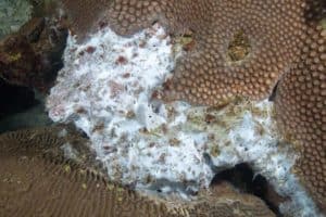 A deadly white mat coats a sponge between star and brain coral at the East Flower Garden Banks. Image credit: FGBNMS/G.P. Schmahl