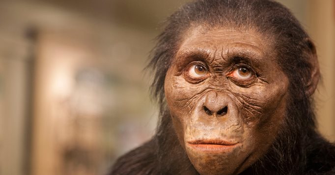 How the most famous human ancestor died