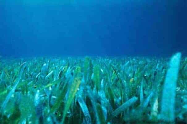 Strong case for seagrass in biodiversity analysis