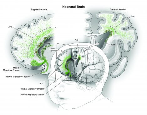 neonatal-brain