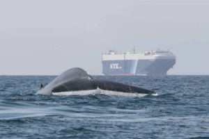 Whales and ship in background