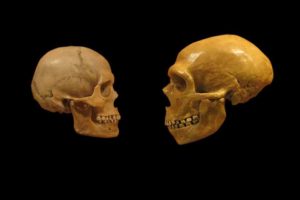 neanderthal
