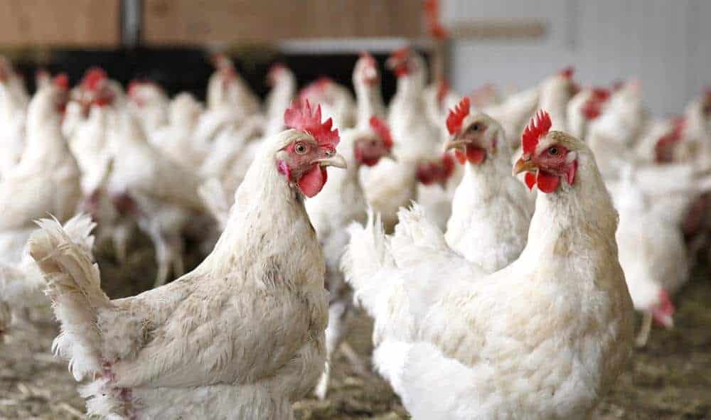 chickens walking around in barn with hay