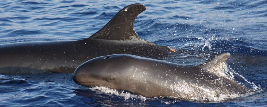 Researchers Capture Video of False Killer Whale’s Encounter with Longline