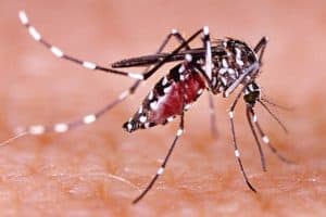 Dengue, zika and chikungunya fever mosquito (aedes aegypti) on human skin