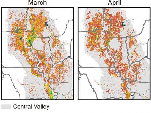 Satellites reveal bird habitat loss in California
