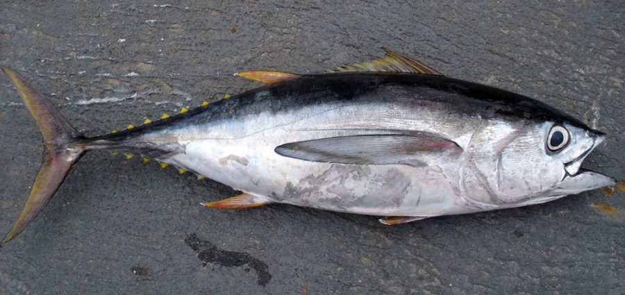 Mercury in Hawaiian bigeye, yellowfin tuna rising