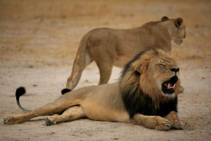 African lions face same threats as extinct Ice Age ancestors