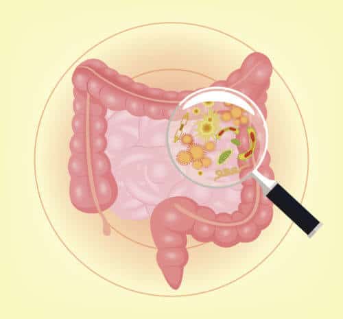 Diabetes Linked To Bacteria Invading The Colon, Institute For Biomedical Sciences Study Finds