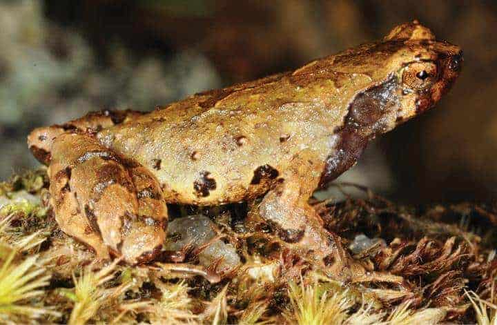 Herpetologists describe an elf frog from the elfin forests in southern Vietnam
