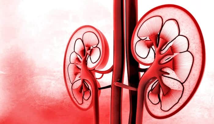 kidney illustartion