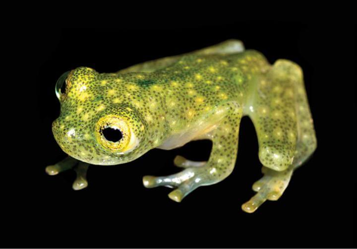 New species of frog from the Neotropics carries its heart on its skin
