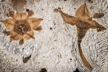 Oldest buckthorn fossilized flowers found in Argentina