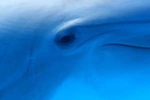 dolphin closeup