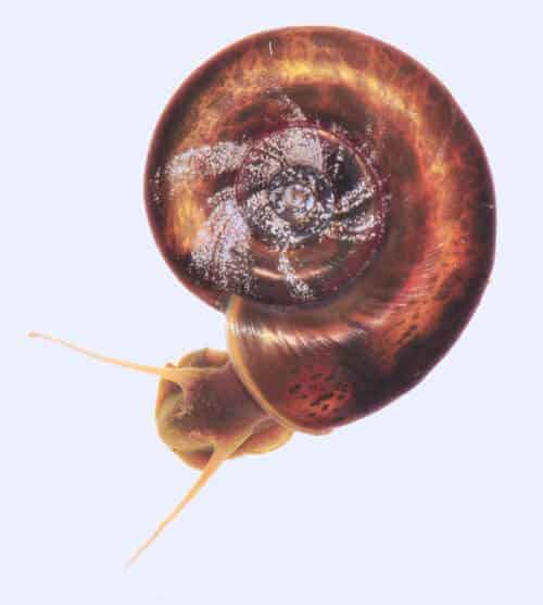 Scientists Sequence Genome of Snail That Spreads Parasitic Worm