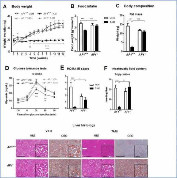 Tamoxifen protects against obesity-related metabolic disorders