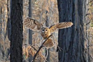 The Science of Forest Fire and Spotted Owls