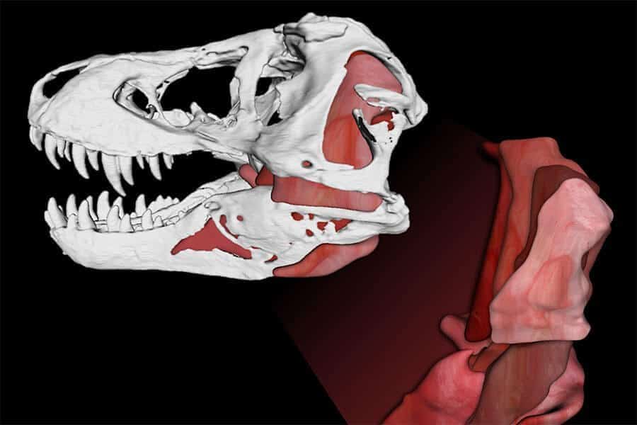 The secrets behind T-rex’s bone crushing bites: Researchers find T-rex could crush 8,000 pounds