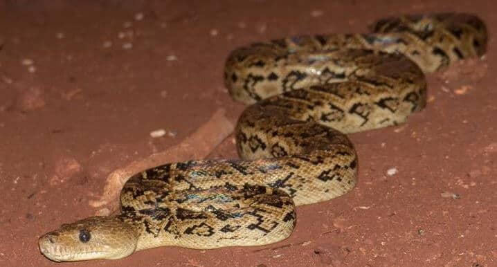 Snakes, thought to be solitary eaters, coordinate hunts