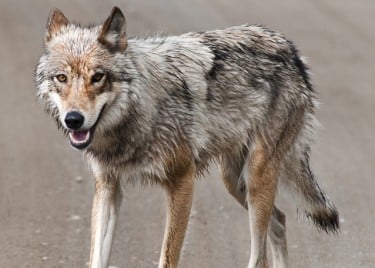 Wolves need space to roam to control expanding coyote populations
