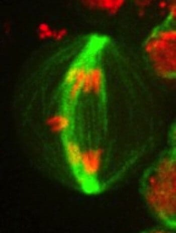 'Hail Mary' mechanism can rescue cells with severely damaged chromosomes