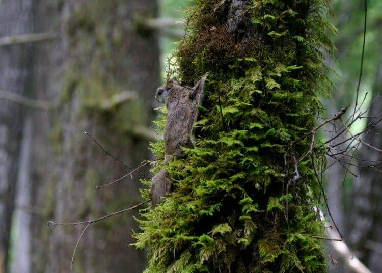 Hiding in plain sight- new species of flying squirrel discovered