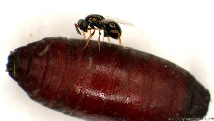 How do genes get new jobs? Wasp venom offers new insights
