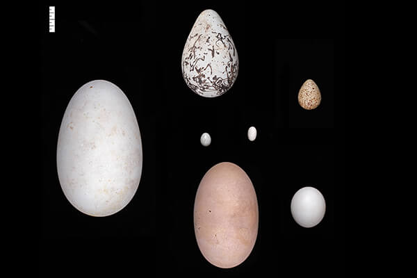 How eggs got their shapes