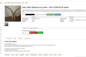 Image showing elephant ivory tusks for sale on the dark web