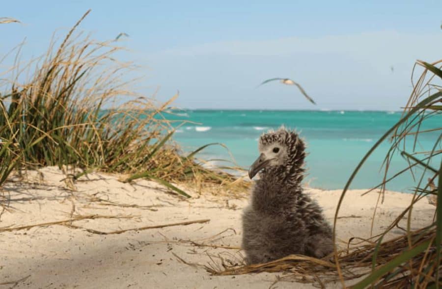 Lessons from a Tsunami Could Help Protect Seabirds in the Face of Rising Seas