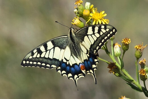 Pollinator extinctions alter structure of ecological networks