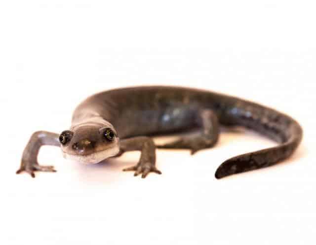 A promiscuous salamander has found a simple genetic formula for success: Mate with multiple males and use equal parts of each partner’s genetic material in her offspring. A University of Iowa–led team of biologists analyzed the genome of Ambystoma, a six-million-year-old salamander lineage that produces only female offspring. The team found most of its genetic profile is made up of equal contributions from males of three separate salamander species—Ambystoma laterale, Ambystoma texanum, and Ambystoma tigrinum. The researchers think the all-female salamander’s balanced genome points to the bizarre ways some animals—from all-female populations of fish, lizards, and others—can use their genomes to maximize their chances of success. “We’re hypothesizing the successful individuals have balanced gene expression,” says Maurine Neiman, associate professor in biology at the UI and an author on the paper, published in the journal Genome Biology and Evolution. “This balance might have been a prerequisite for the emergence and continued success of this particular hybrid lineage.” Sexual reproduction is dominant in the animal world. The unisexual Ambystoma salamander engages in sex, but with a slightly different purpose. When it mates, the female acquires the male’s genes and then keeps only some, discarding others. This is known as kleptogenesis, or the theft of genetic material from male donors for reproductive purposes. The UI researchers wondered how choosy the unisexual female is about which genes it keeps and uses when mating with males from different sexual salamander species. Using a specimen from the lab of Ohio State University biologist and study co-author H. Lisle Gibbs, the team analyzed nearly 3,000 genes in a unisexual female with three genomes (called a triploid). Of that total, they found 72 percent of the genes provided by the three male partners were expressed equally. In other words, the all-female salamander chose to use roughly the same number of genes from each salamander species. “It’s mostly balanced. The three genomes are mostly being expressed equally in this hybrid,” says Kyle McElroy, a graduate student in Neiman’s lab and the paper’s corresponding author. “What we’d like to find out is how the choosing and using occurs, and how these genes from different sexual salamander species come together to make a successful hybrid.” It could be a case of keeping things simple. McElroy likens it to a sports team having a roster of equally competent players, with no star athlete whose injury would cripple its success. “If you have a team that’s unbalanced and loses a top player, you won’t win,” says McElroy, a fourth-year graduate student from St. Louis. “But if every player is equal, then you don’t lose as much.” So, rather than the female salamander individually selecting genes from the thousands available to her—a complicated process—the salamander appears to have found a balanced ratio of genes from the males of the other three species that works for her, and has settled on that. “It would be difficult to maintain without balance,” McElroy says, “and that may be the key to this hybrid’s success.” Joel Sharbrough, who earned a doctorate from the UI in 2016 and is now a postdoctoral researcher at Colorado State University; Laura Bankers, a graduate student in Neiman’s lab; and Robert Denton, a graduate student at Ohio State, are contributing authors. The U.S. National Science Foundation, the UI’s Graduate College, the UI’s Evelyn Hart Watson Undergraduate Research Fellowship, the National Center for Science Education, and Ohio State funded the research. Genetic sequencing took place at the University of Illinois. The UI Libraries funded the paper’s publication thrPromiscuous salamander found to use genes from three partners equally