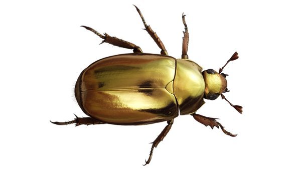 Secret of why jewel scarab beetles look like pure gold, explained by physicists