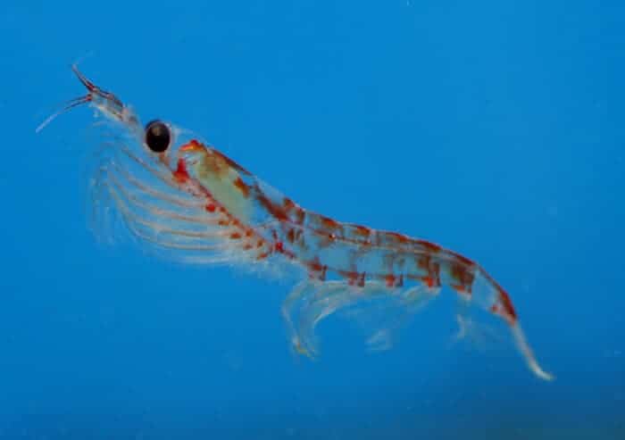 Seismic Oil Exploration Kills Krill at Far Higher Rate, Study Finds