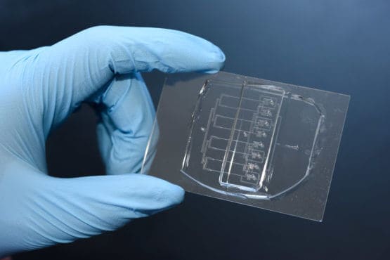 Stanford scientists create a cellular guillotine for studying single-cell wound repair