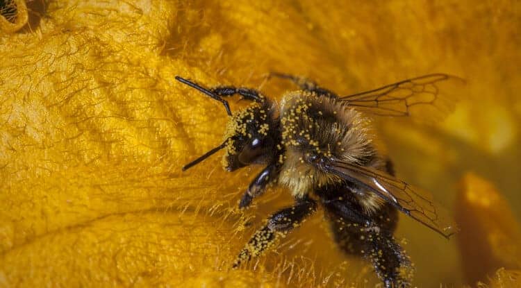 To Buzz or to Scrabble? To Foraging Bees, That's the Question