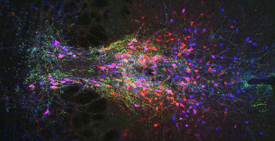 Overriding the Urge to Sleep: Group of neurons helps us stay awake when it matters
