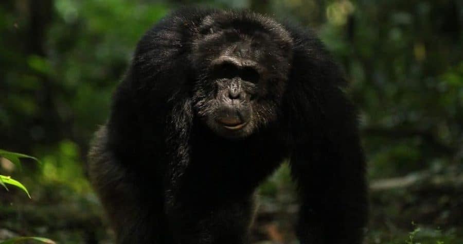 How working together on patrols benefits chimps