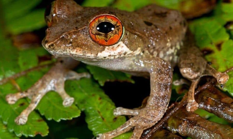 Mass Extinction Triggers Golden Age of Frogs