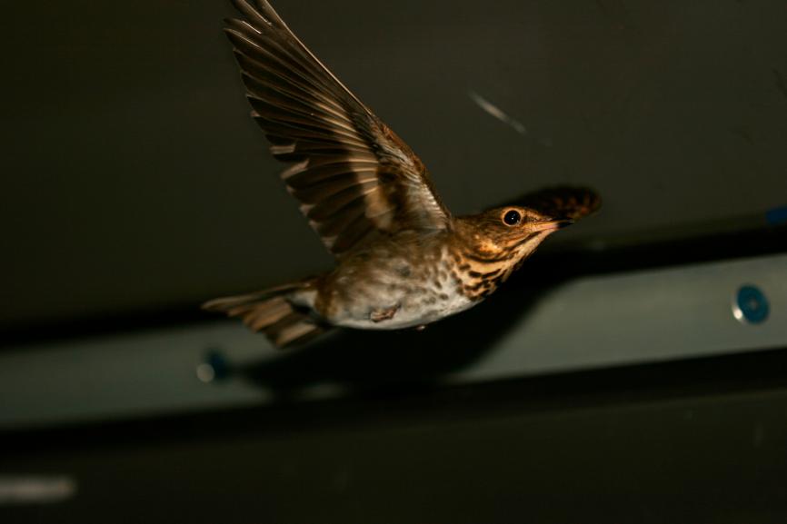 Bird at night flying with wings spread wide