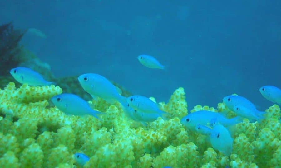 Oil Impairs Ability of Coral Reef Fish to Find Homes and Evade Predators